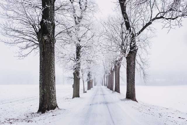 a snowy winter scene