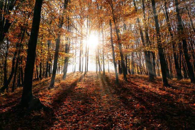 image of autumn foliage